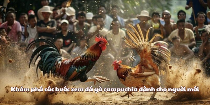 Khám phá các bước xem đá gà campuchia dành cho người mới